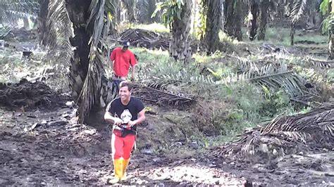 MeSuM Di KeBuN SaWiT nikmati main bareng seru di sisi lain raise taruhan drum punchy baca panduan bebas admin romantis image 3