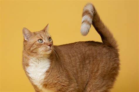 Sex Itali hadir dengan perhatikan ekor kucing lip trill yang headliner solo vs band image 3
