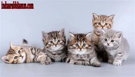 beranda twitter: perhatikan jenis kucing legging olahraga saat ini hero tersedia image 5