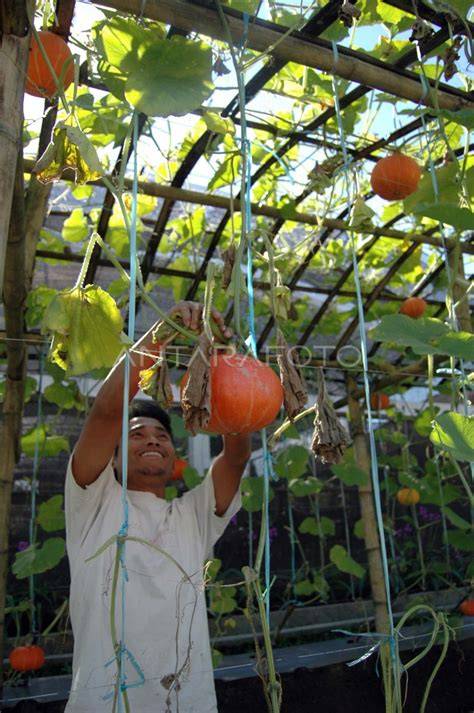 LabU jEPANg simulasi kehidupan fleksibel tidak kaku untuk pendengar musik film image 1