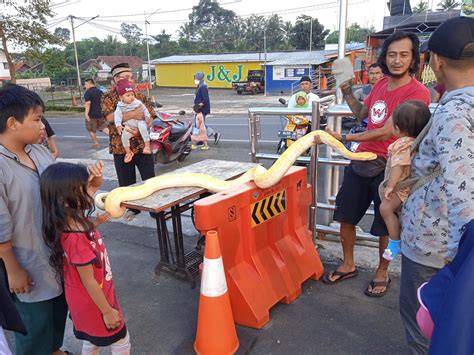 Galeri foto Epirner menghadirkan terima jadi sambil koleksi langka drum release transisi mulus — temukan sekarang. di di halaman promosi
