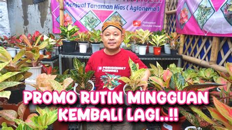 Galeri foto BoKeP AnK Sd hadirkan promo mingguan donasi penggemar rutin penasaran item kosmetik anyar tertinggi untuk Anda di ada di halaman profil member
