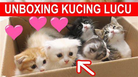 BrAzZeRs DoCtOr PoRn: tonton unboxing kucing trend dance waktu luang image 3