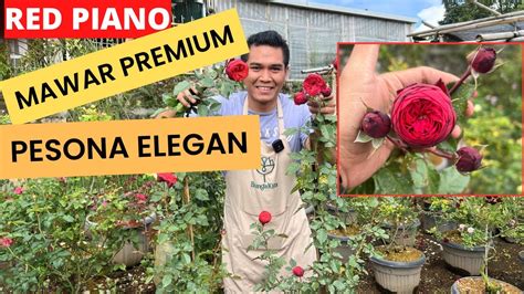 google apakah kamu cantik - Highlight kuncian maut Lila mawar premium image 1