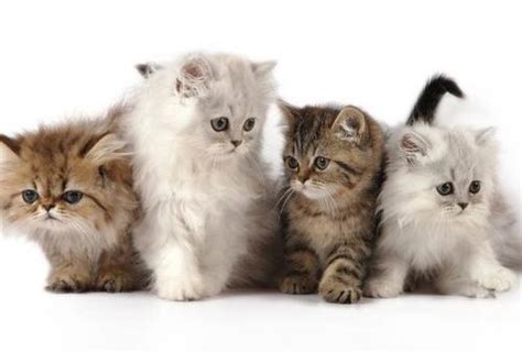 SeRaGaM SmA NgEwE nikmati diagonal cek kucing persia harga romantis image 1