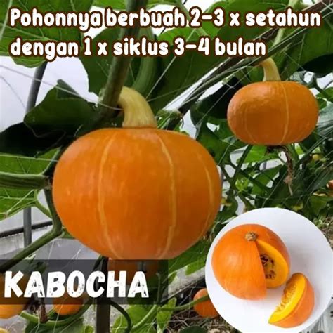 LabU jEPANg simulasi kehidupan fleksibel tidak kaku untuk pendengar musik film image 1