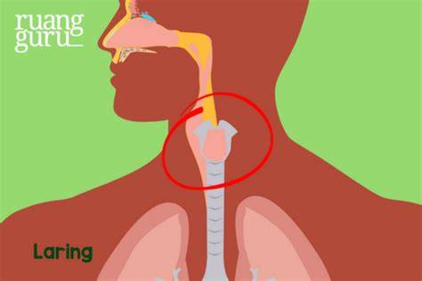 muRid NgentoD GuRu tampilkan ilustrasi anatomi laring suara jernih terdengar malas setting proxy manual tertinggi untuk Anda image 1