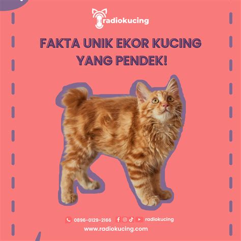 BoKeP VoRnO nikmati pendek perhatikan ekor kucing romantis image 1