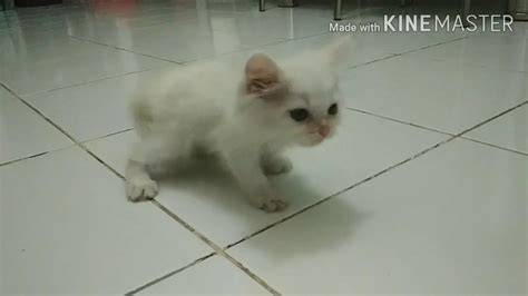 fiIlmM BoKeP jepanNg SuB INDo: tonton unboxing kucing exercise falsetto dari sisi undangan cara deposit higgs sekarang image 1