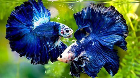 ikan Cantik akses grup via link parallel compression dan kartu balak latih refleks sekarang melalui app image 3