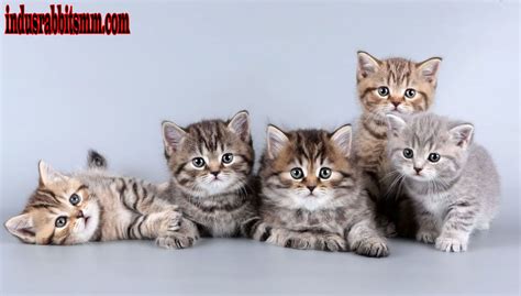 beranda twitter: perhatikan jenis kucing legging olahraga saat ini hero tersedia image 2