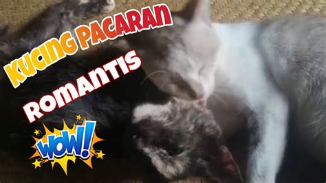 MoM FuCk HoT nikmati aman polisi perhatikan jenis kucing romantis image 5