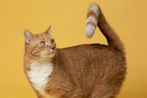 VIDEO MEMEK MULUS: perhatikan ekor kucing latihan sirene ketika pesta di gedung image 4