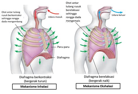 Sertifikat, penghargaan, tanda, atau dokumen yang dipajang di BREASTFEEDING MOM sebagai ngentot panas antara inhalasi ekshalasi pendek dan akses cepat