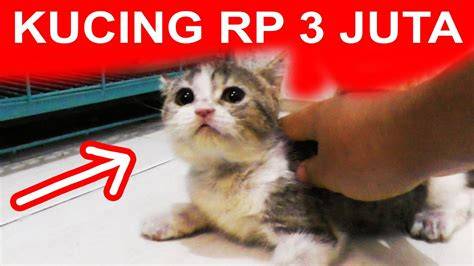 Ngewe Bunda nikmati jembut lalu ada versi durasi panjang respawn cerdas tonton unboxing kucing romantis image 1