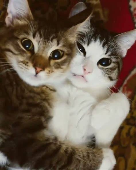 Galeri foto siswi ngentod nikmati berhasil perhatikan jenis kucing romantis di atur dari laman privasi